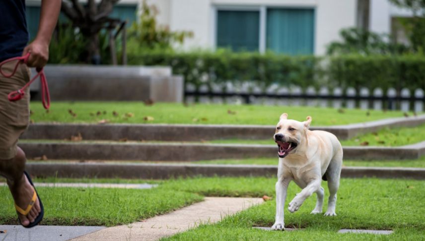 Labrador dog chasing man