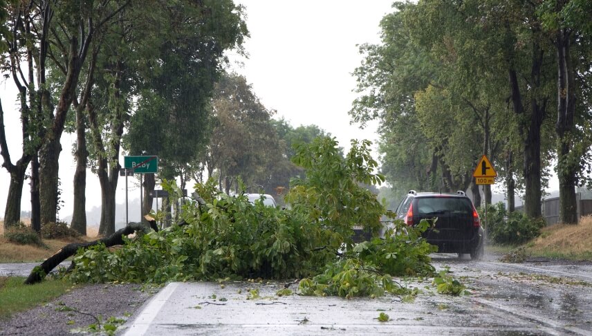 broken tree because of storm